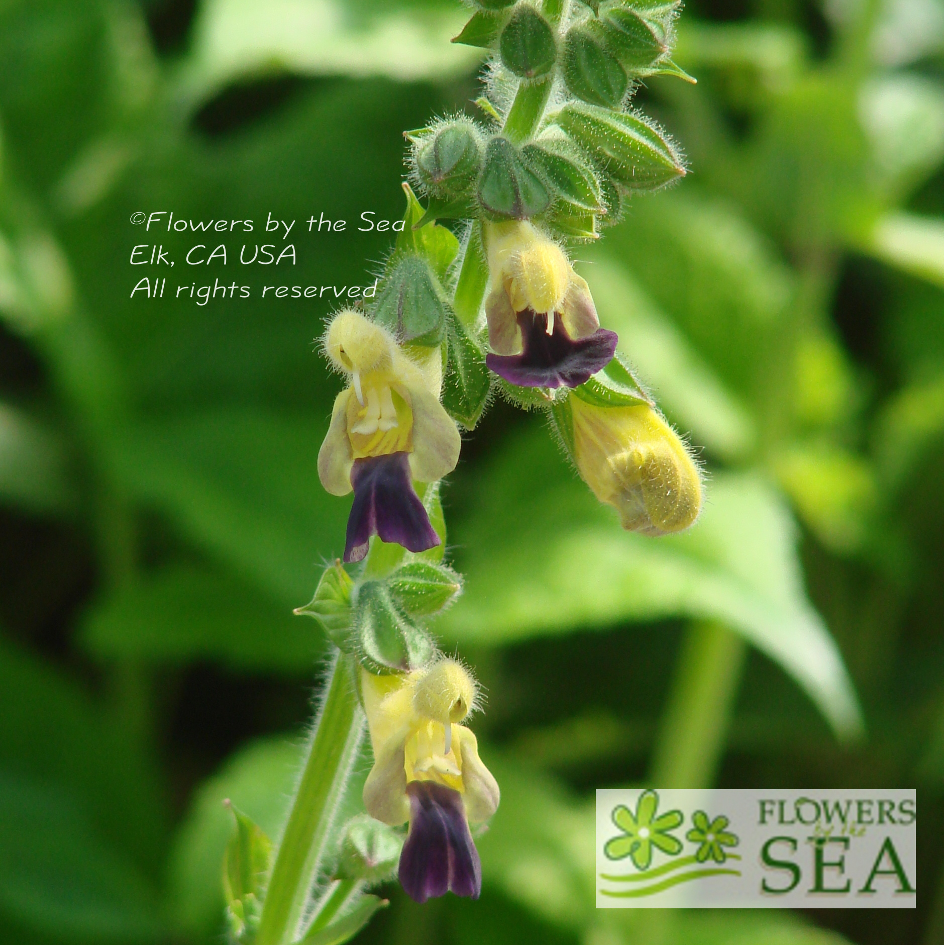 Flowers by the Sea Salvia Mail Order Nursery